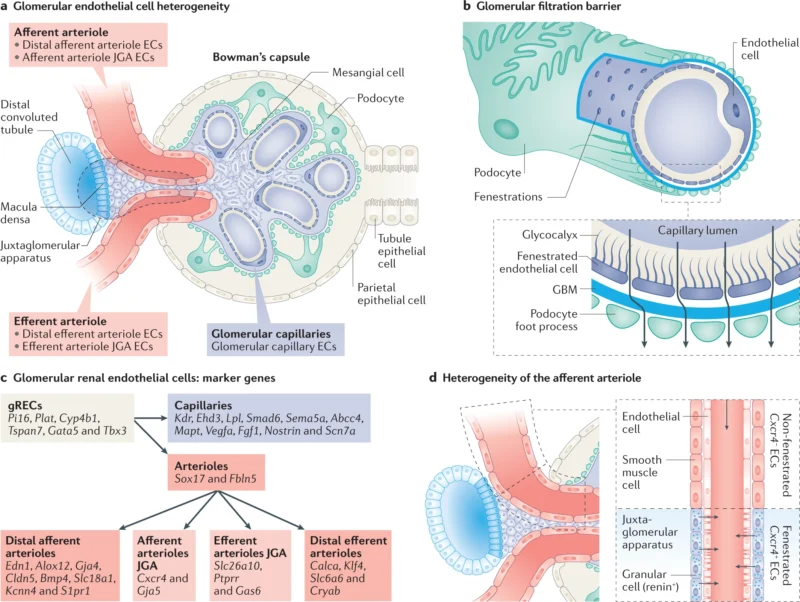 Renal Parenchymal Disorders