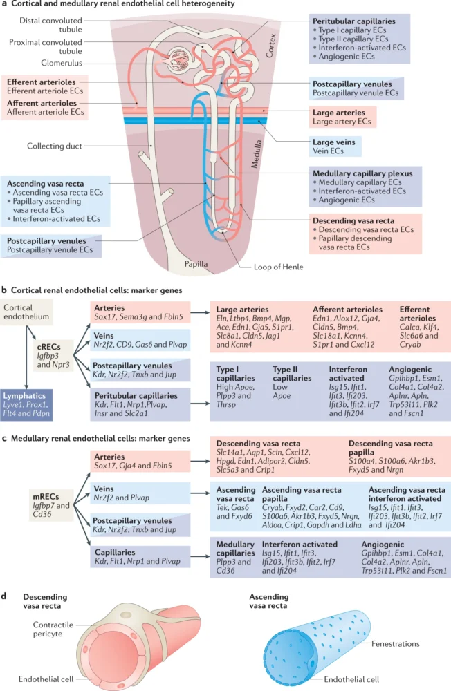 Renal Parenchymal Disorders