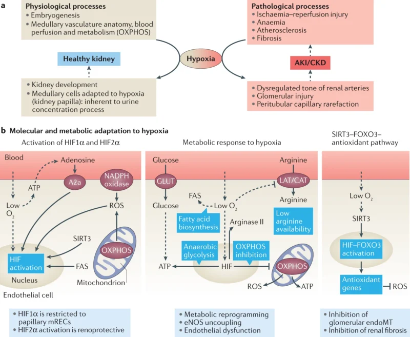 Renal Parenchymal Disorders