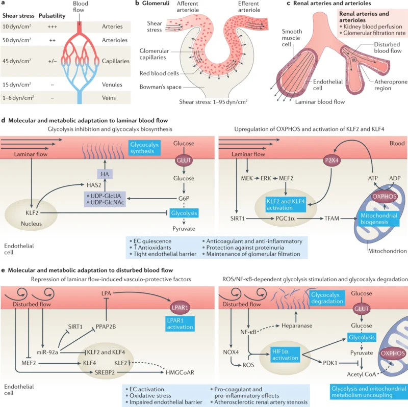 Renal Parenchymal Disorders