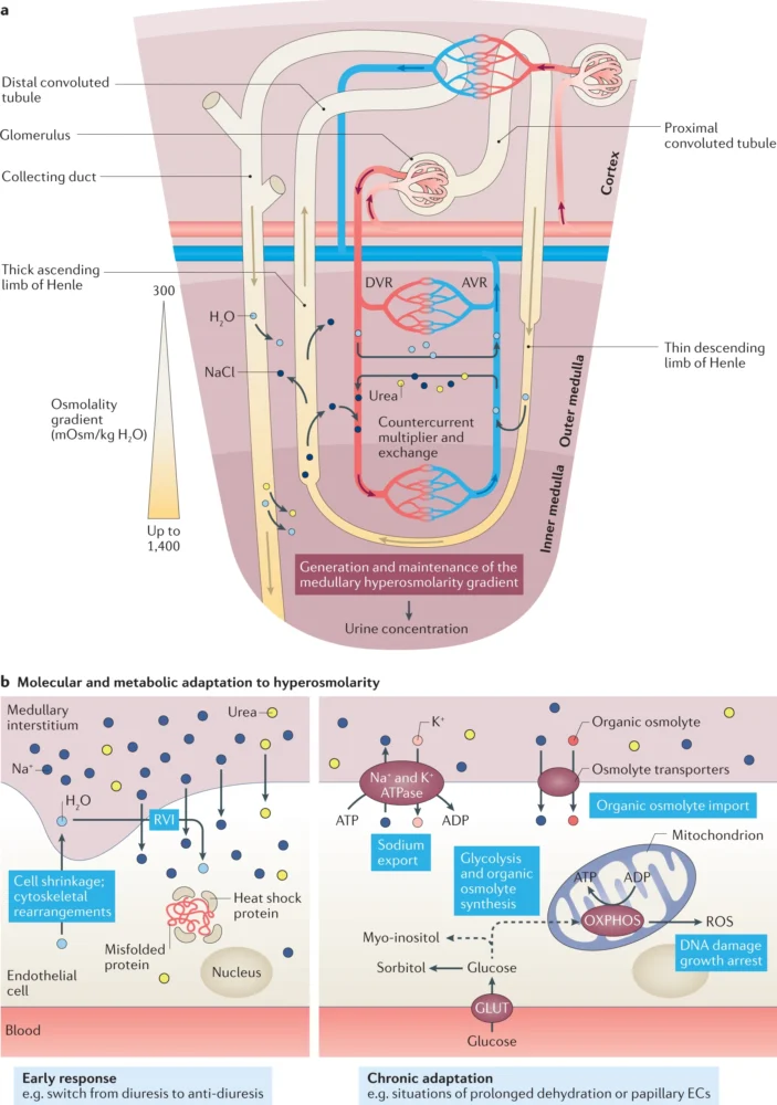 Renal Parenchymal Disorders