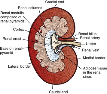 Ascending Vasa Recta Disorders