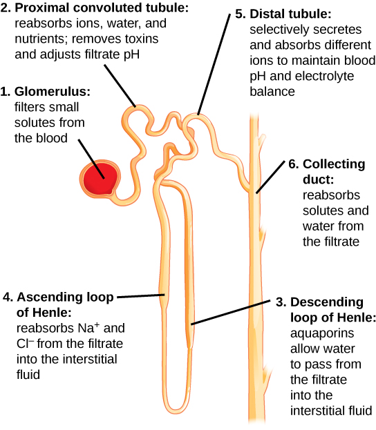Ascending Vasa Recta Disorders