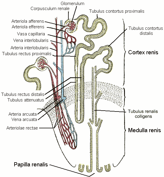 Renal Parenchymal Disorders