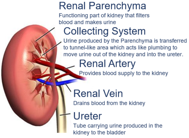Renal Parenchymal Disorders