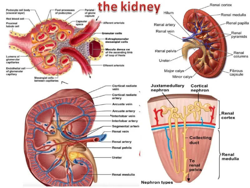 Ascending Vasa Recta Disorders