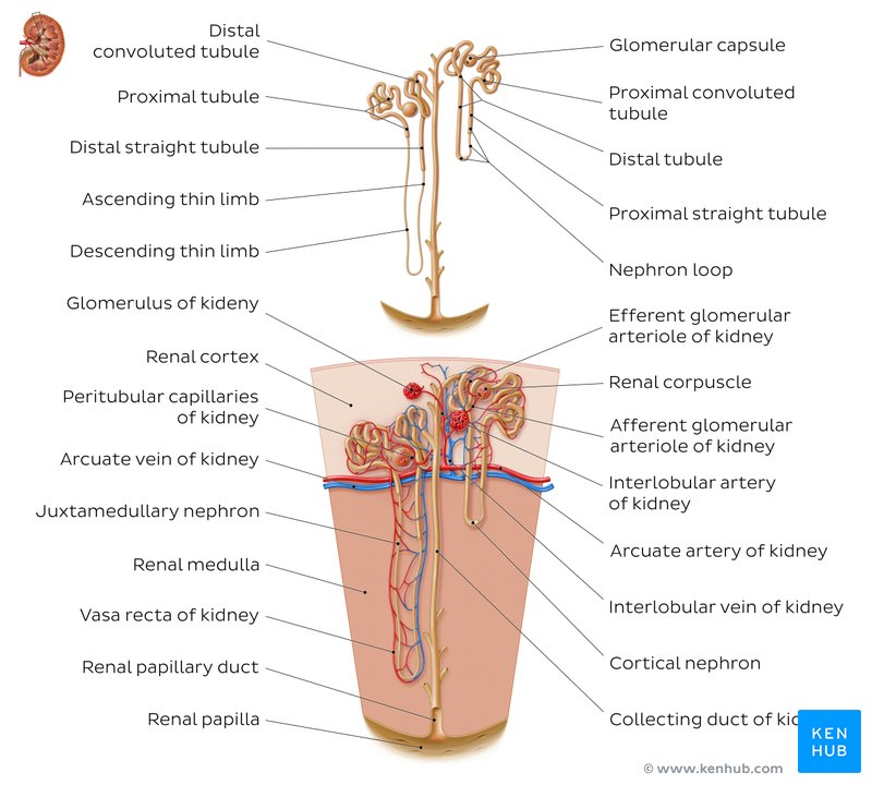 Ascending Vasa Recta Disorders
