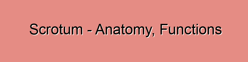 Scrotum – Anatomy, Functions