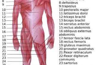 List of Muscles – And Types, Origin, Insertion, Functions