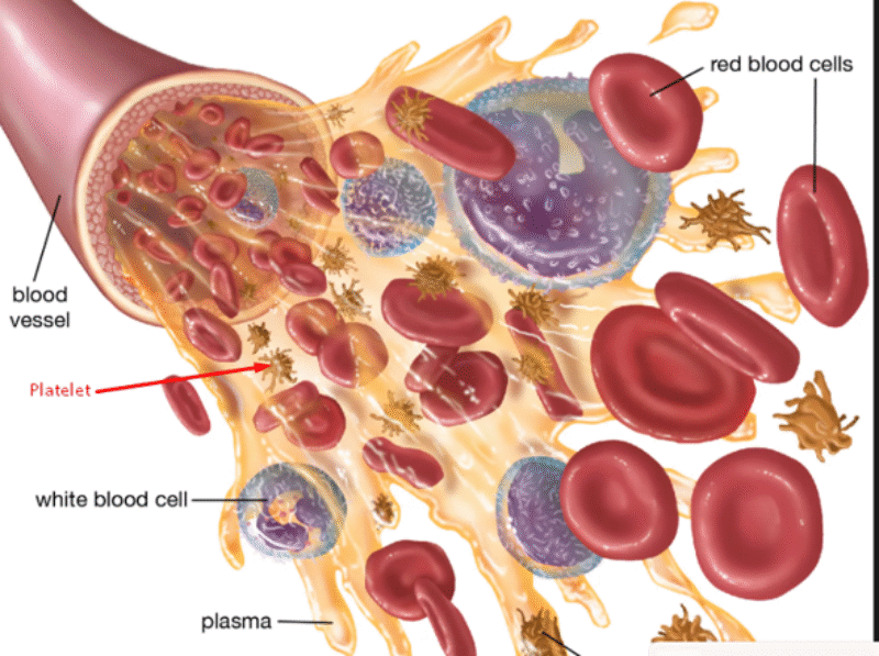 Red Blood Cell Destruction