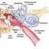 Otitis Externa – Causes, Symptoms, Diagnosis, Treatment