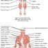 Low Back Pain – Causes, Symptoms, Diagnosis, Treatment