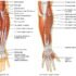 Extensors of Arm – Muscle Attachment, Function