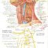 What Is Teres Major Muscle? Functions