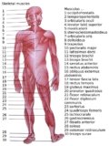 List of Muscles – And Types, Origin, Insertion, Functions