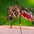 Dengue Fever Diagnosis, Treatment, Prevention
