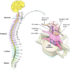 Prolapsed Disc – Causes, Symptoms, Diagnosis, Treatment