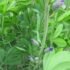 Agaricus Muscarius; Uses/ Indications, Dosage, Side Effects