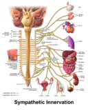Parasympathetic Nervous System (PSNS)
