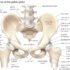 Slipped Disc – Causes, Symptoms, Diagnosis, Treatment