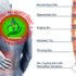 C5 and C6 Disc Herniation – Causes, Symptoms, Treatment