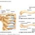 Nerves of Clavicle – Anatomy and Function