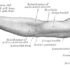 Shoulder and Upper Limb Muscle Attachment A to Z