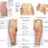 Stiff Elbow (Elbow Contracture) – Symptoms, Treatment