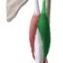 Triceps Muscle; Origin, Insertion, Nerve Supply, Function