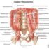 What are the pelvic floor muscles? Origin, Functions