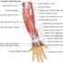 What are the muscles of the upper limb?