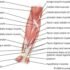 What are the functions of the upper limbs Muscle?