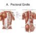 Muscle Of Upper Limb – Origin, Nerve Supply, Functions