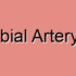 Anterior Tibial Artery Complete Blockage