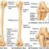 Elbow Fractures – Causes, Symptoms, Diagnosis, Treatment