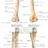 Radius Lower End Fractures – Causes, Diagnosis, Treatment
