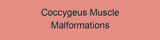 Coccygeus Muscle Malformations