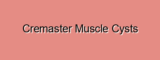 Cremaster Muscle Cysts