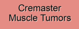 Cremaster Muscle Tumors