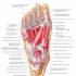 Movements of the Hip – Functions, Nerve Supply