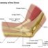Stiff Elbow (Elbow Contracture) – Symptoms, Treatment