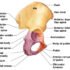 Blood Supply and Lymphatics of Hip Joint