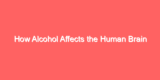 How Alcohol Affects the Human Brain
