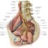 Ruptured Disc – Causes, Symptoms, Diagnosis, Treatment