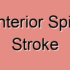 Anterior Spinal Arteries Stroke: