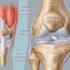 Knee Meniscus Injury – Causes, Symptoms, Treatment