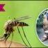 Filariasis Symptoms, Diagnosis, Treatment