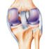 What Is Knee Joint Ligaments? – Types, Disease Condition