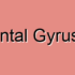 Middle Frontal Gyrus Disorders