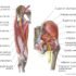 Blood Supply and Lymphatics of Hip Joint